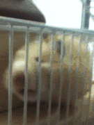 宠物 搞笑 仓鼠 萌 gif
