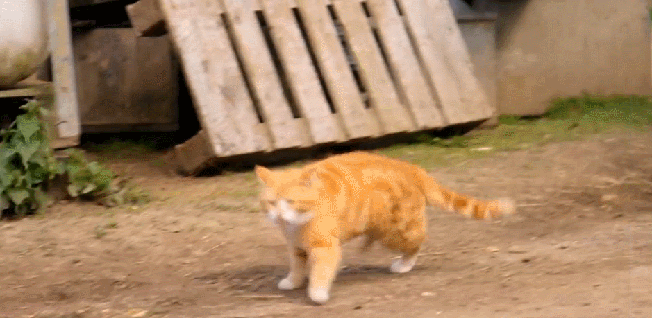BBC 对猫的发现 小跑 猫咪 纪录片