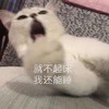萌宠 猫星人 就不起床 我还能睡 呆萌 可爱