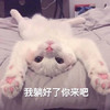 萌宠 猫星人 我躺好了 你来吧 呆萌 可爱