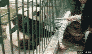 熊猫 抓人 激烈 抢夺