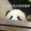 萌宠 熊猫 又在背着我勾搭狐狸精 你在干嘛 委屈 难受