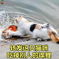 锦鲤 转发 猫咪 猫 吃锦鲤 soogif soogif出品