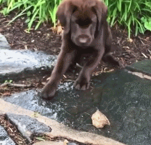 小狗狗 汪星人 搞笑 可爱 淘气