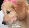 萌宠 汪星人 害羞 脸红 呆萌 可爱