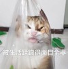 萌宠 喵星人 被生活蹂躏 面目全非 搞怪 逗
