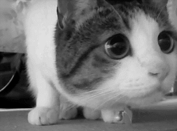 猫咪 可爱 萌宠 大眼睛
