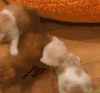 猫咪 地板 摇尾巴 萌宠