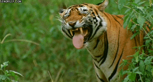 老虎  有趣 微笑 野生