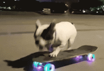 狗狗 欢乐 滑板 可爱