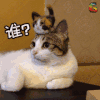 猫 萌宠 动物 soogif soogif出品 谁在说我帅