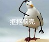 萌宠 小鸟 扣扣脑壳 蒙圈了 搞怪 逗