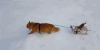 卖萌 猫咪 拉雪橇