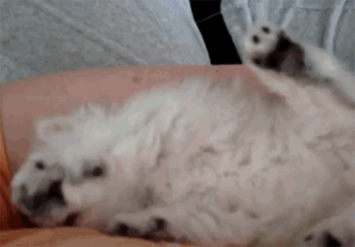惊讶 搞笑 躺着 小猫