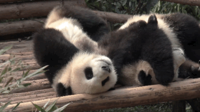 熊猫 可爱 国宝 休息
