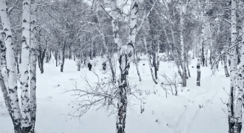 布尔津县 新疆 松树 纪录片 航拍中国 阿勒泰地区 雪地