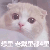 猫咪 可爱猫 想你 脑袋里都是你