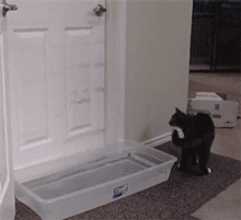 小猫 黑色 可爱 开门