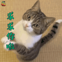 萌宠 猫 猫咪 喵星人 求求你了 搞怪