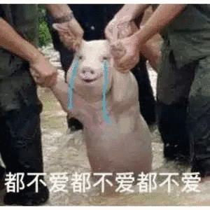 豬 斗圖 都不愛