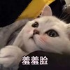 萌宠 猫星人 羞羞脸 害羞 呆萌 可爱
