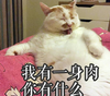萌宠 喵星人 我有一身肉 我好胖 搞怪 逗