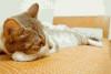 动物 小猫 呆萌 可爱