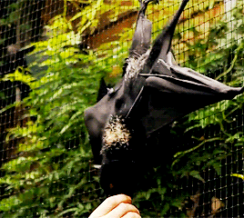 亨利·卡维尔 喂食 黑蝙蝠 动物园 英国