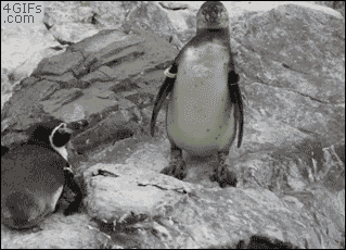 混蛋 企鹅 推到 恶作剧