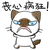 猫咪 萌宠 可爱 丧心病狂