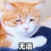 萌宠 喵星人 无语 嫌弃 呆萌 搞怪