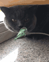 猫咪 绿叶 张嘴 灰毛