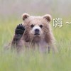 萌宠 熊 嗨 打招呼 可爱 搞怪 呆萌
