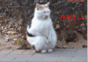 小猫 搓手 站立 寒冷