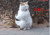 小猫 搓手 站立 寒冷