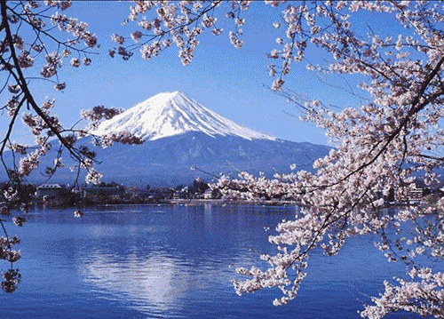 日本 樱花 美丽 景色