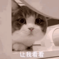 萌宠 猫星人 让我看看 哪没洗干净 搞怪 呆萌