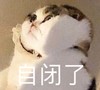 萌宠 喵星人 不要跟我说话 自闭了 呆萌 可爱