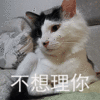萌宠 猫星人 不想理你 生气 搞怪 逗