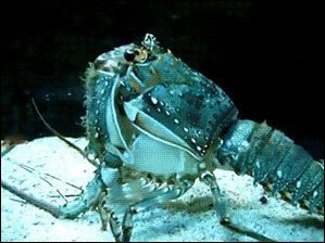龙虾 蜕皮 可怕