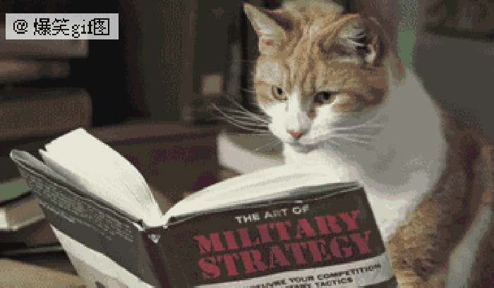 猫咪 读书 看书 萌