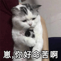 命苦 伤心 猫