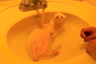 动物 洗澡 萌蠢 可爱