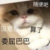 萌宠 猫星人 随便吧 没意思 呆萌 可爱