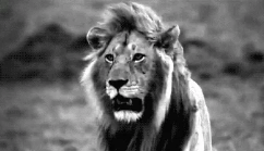 萌宠 狮子 lion