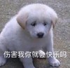 萌宠 汪星人 伤害我你就会快乐吗 无奈 呆萌 可爱