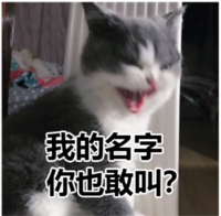 猫咪 喵星人 我的名字你也敢叫 愤怒 搞笑