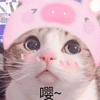 萌宠 猫 猫咪 喵星人 嘤