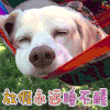 放假永远睡不行 狗 soogif