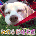 放假永远睡不行 狗 soogif